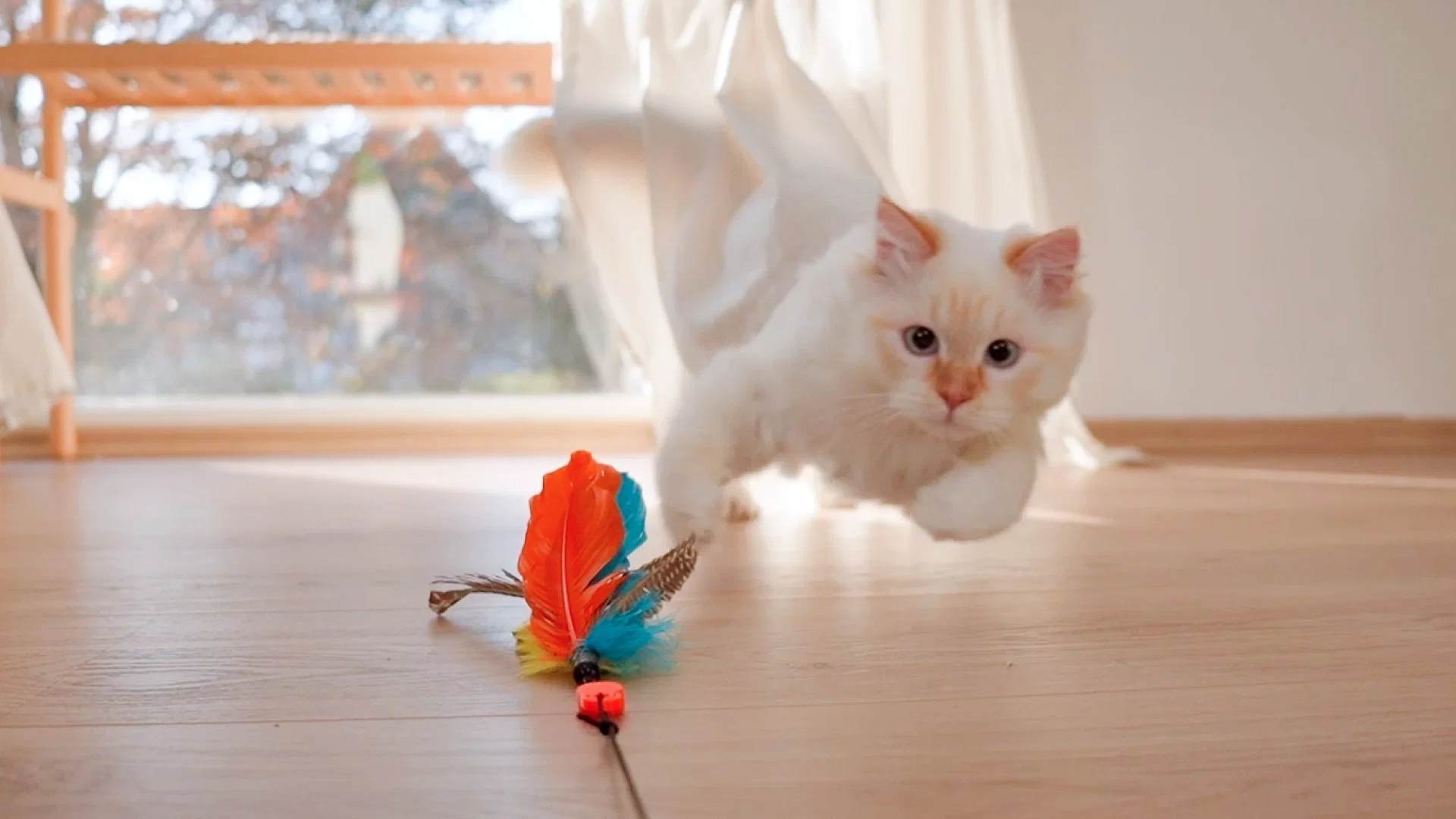 Unleash Your Cat's Natural Curiosity